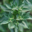 Ashwagandha KSM-66®