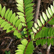 Tongkat Ali